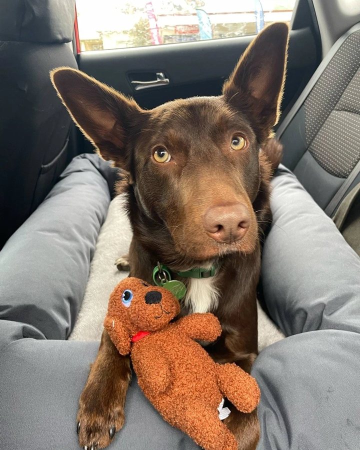 Bunji, a brown dog with big upright ears, sitting in the car with a teddy bear